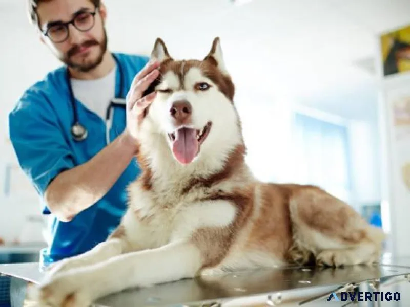 Expert Dog Grooming in Oxford MS  Oxford Veterinary Clinic
