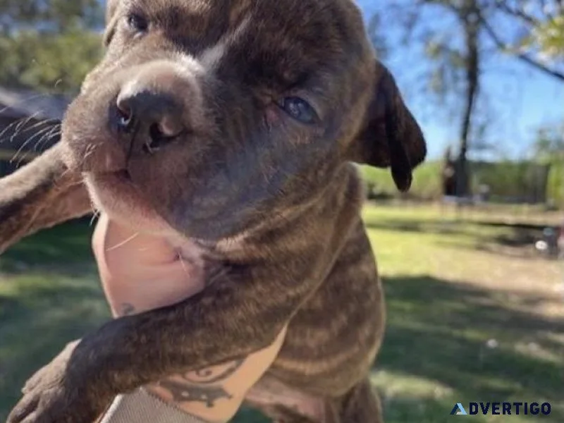 Cute pitbul for sale