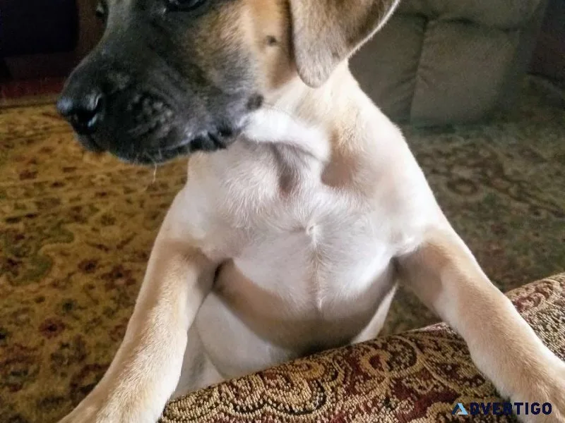 Black Mouth Cur puppies