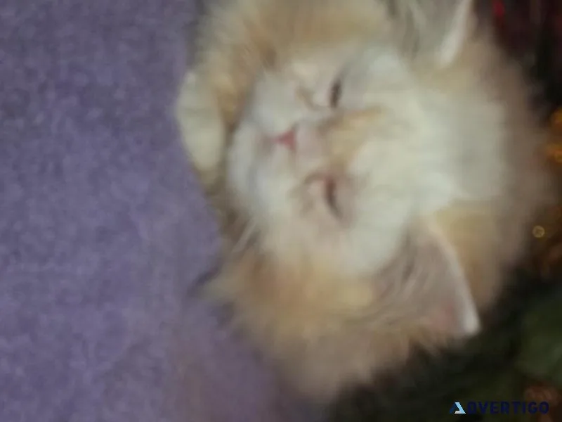 STUNNING HOLIDAY KITTEN