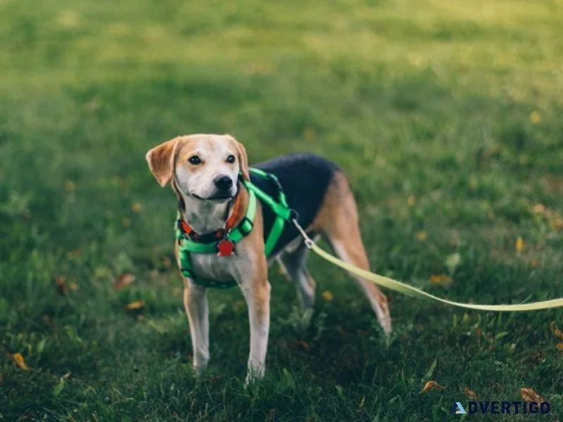 Strap In Style Trendy Dog Harnesses for Every Pup