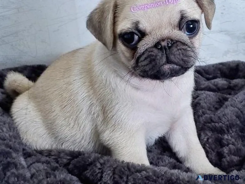 Sweet pug puppies available now