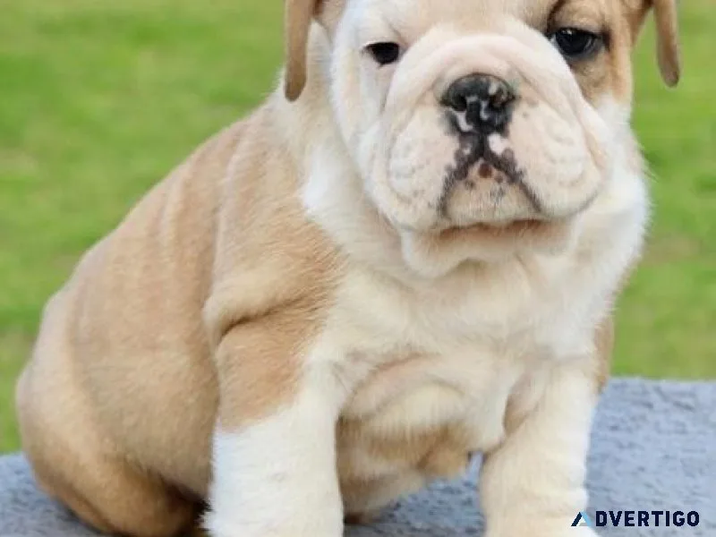 Playful English Bulldog puppies