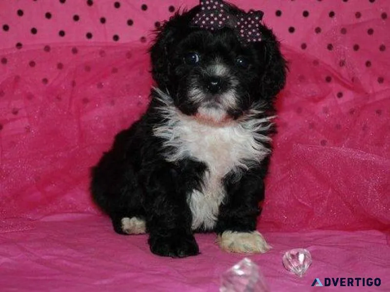 Lhasa Apso Puppies