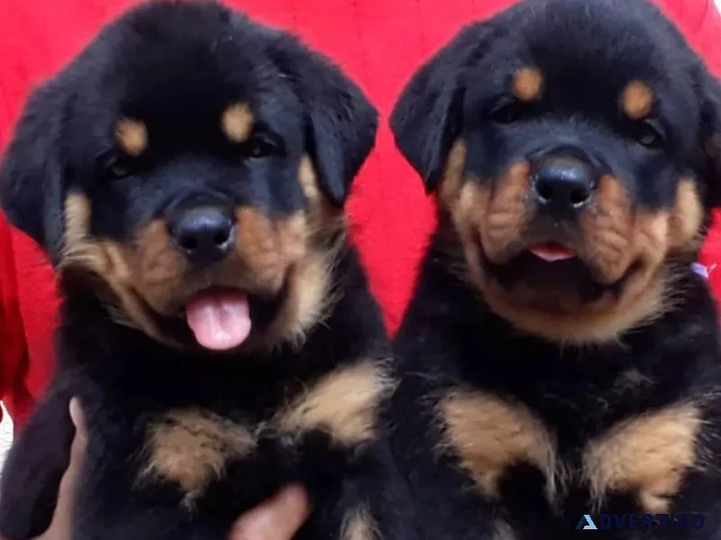 Rottweiler Puppies For Sale