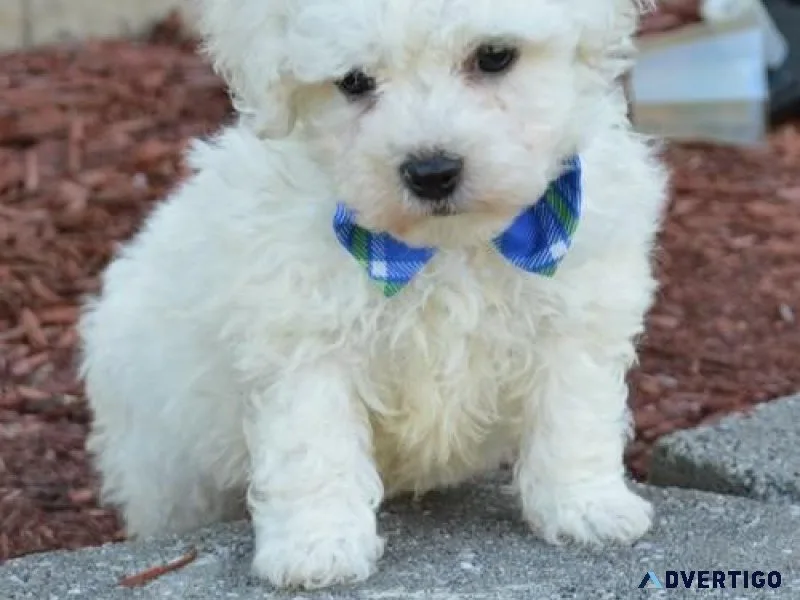 Playmate Bichon Frise Puppies