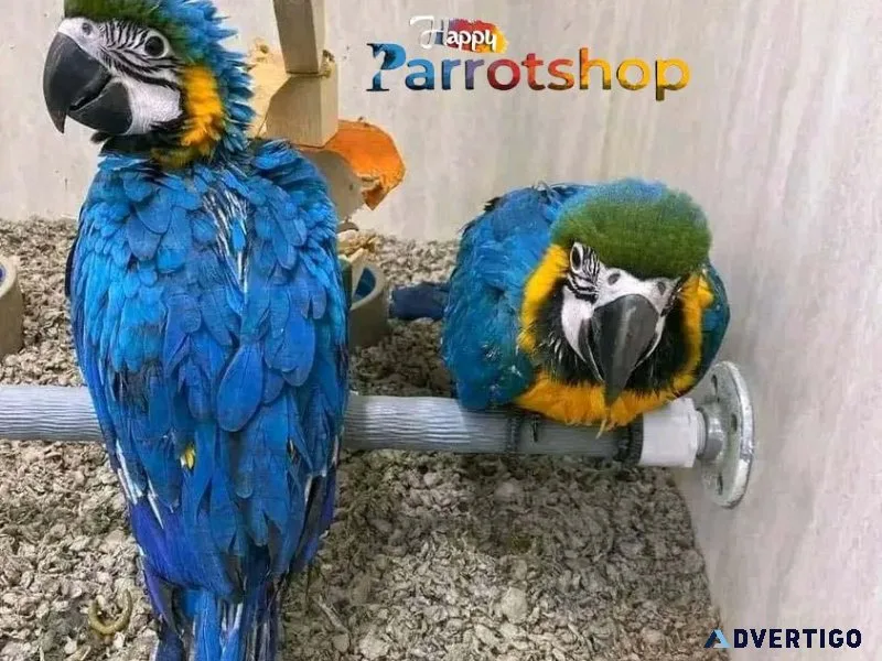 Blue Yellow Hyacinth Macaw.
