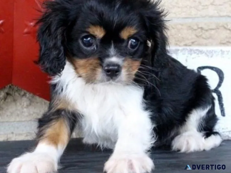 AKC Cavalier King Charles Spaniel puppies.