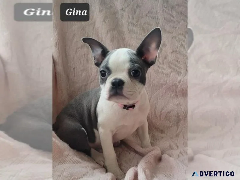 Boston Terrier Puppy