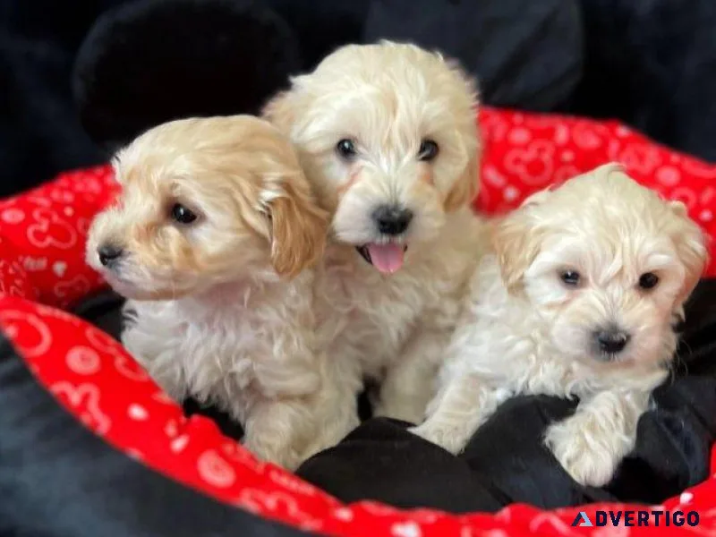 Certainly Maltipoo Puppies