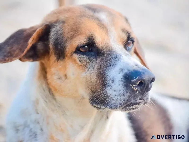 August 1st Is DOGust Day - Vet in Georgetown IN