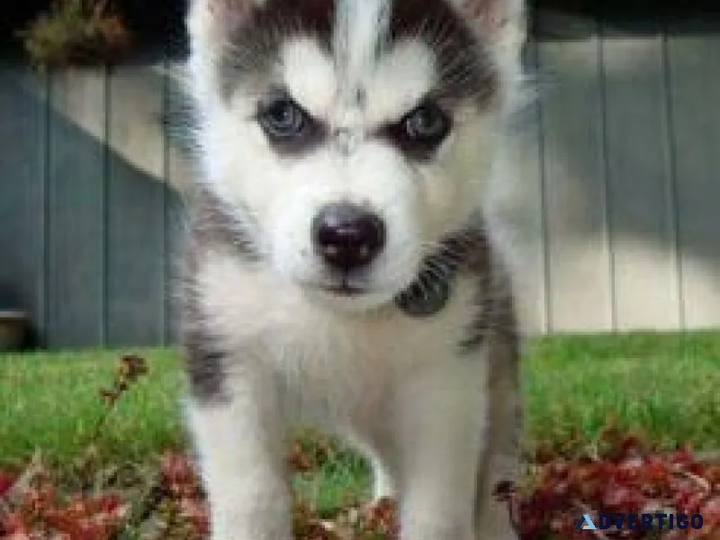 Male and Female teacup Husky puppies ready
