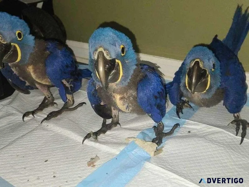 Hyacinth Macaw Babies