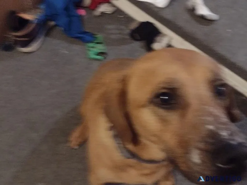 Missing service dog
