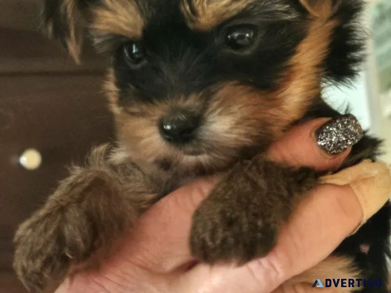 Mini Yorkshire Terriers