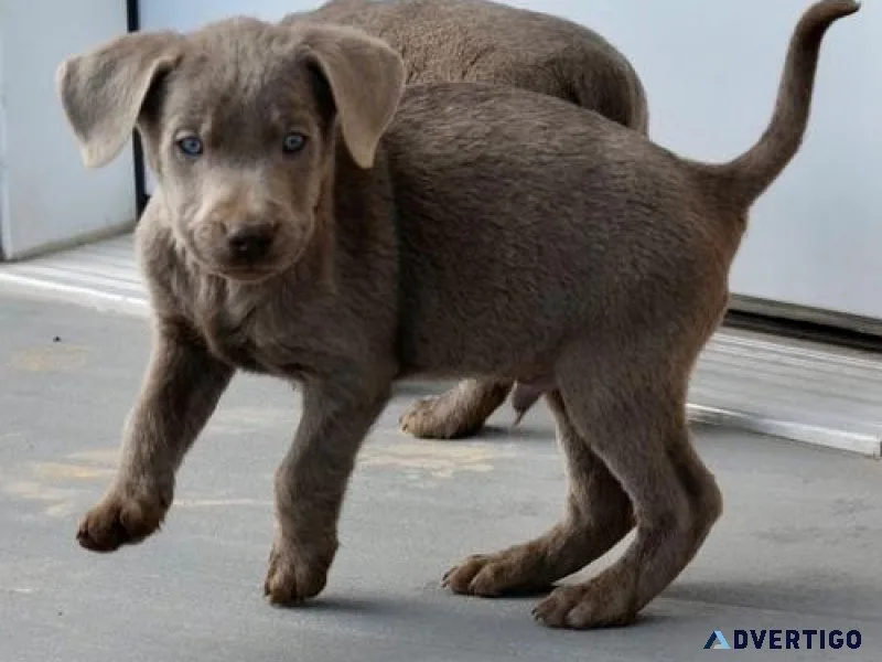 Beautiful AKC reg. Labrador Retriever Puppies