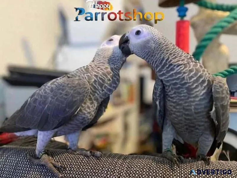 Gorgeous African grey parrot