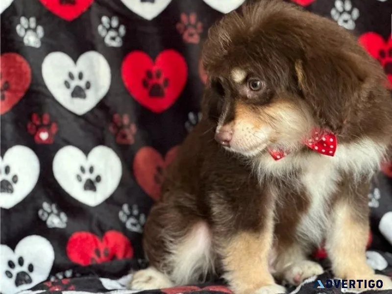 Charming Aussiedoodle puppies