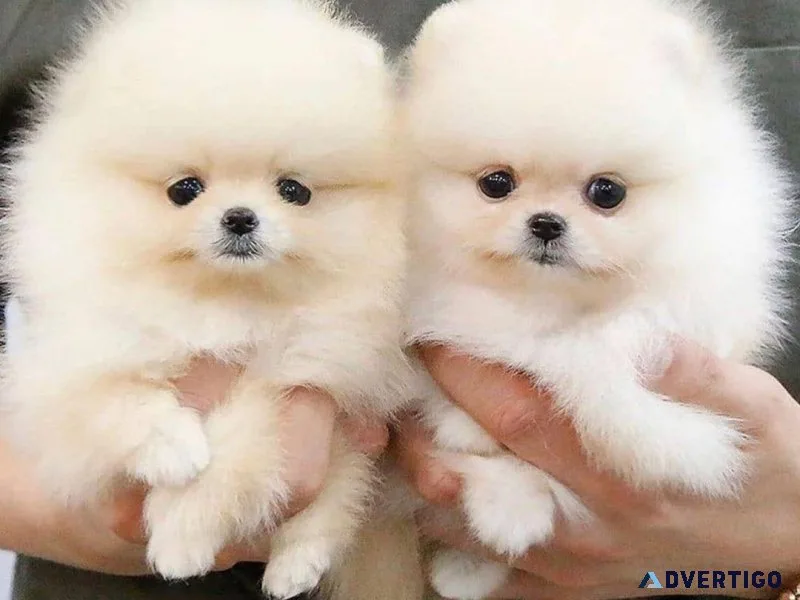 Pomeranian Puppies