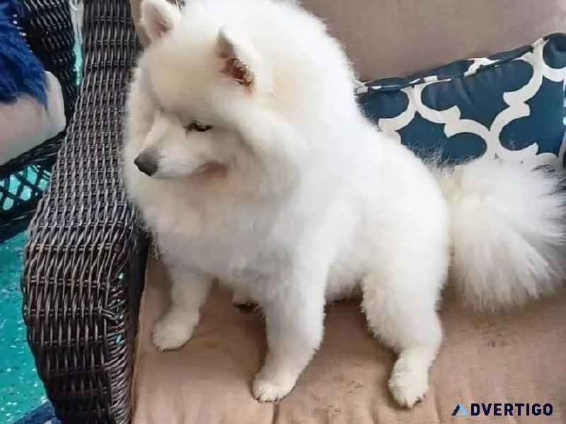 ESKIMO DOG FOR SALE