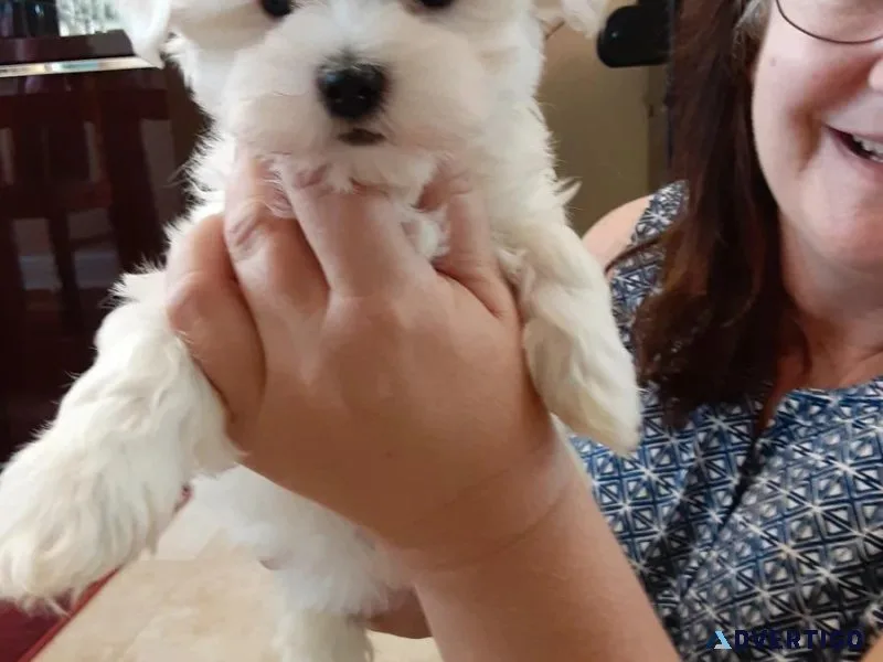 Fabulous Maltese puppies available