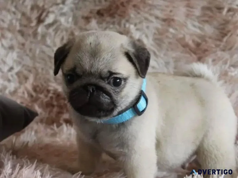Pug puppies ready