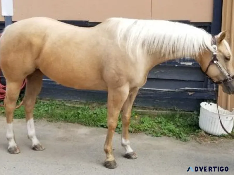Palomino AQHA Quarter Horse Mare