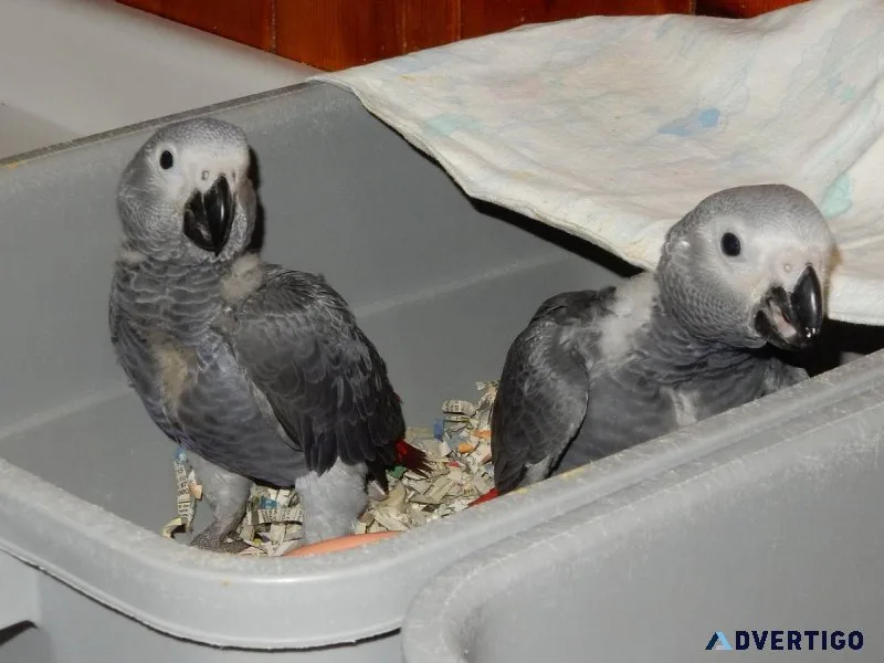 Congo African Grey Babies for sale.