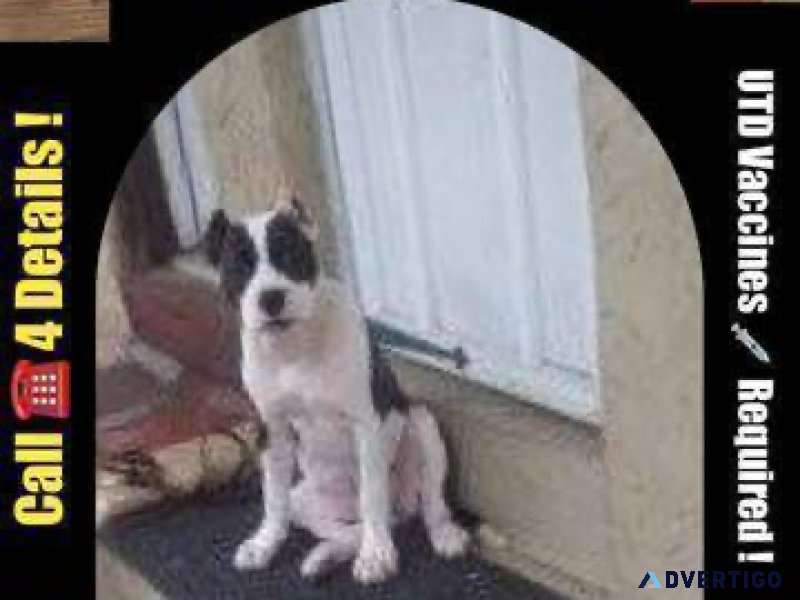 Training dogs puppies are