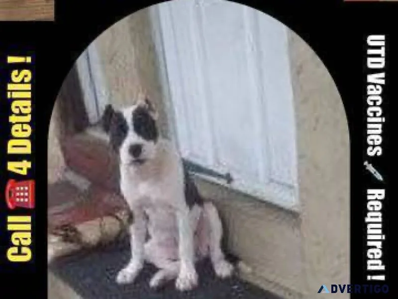 Training dogs puppies are