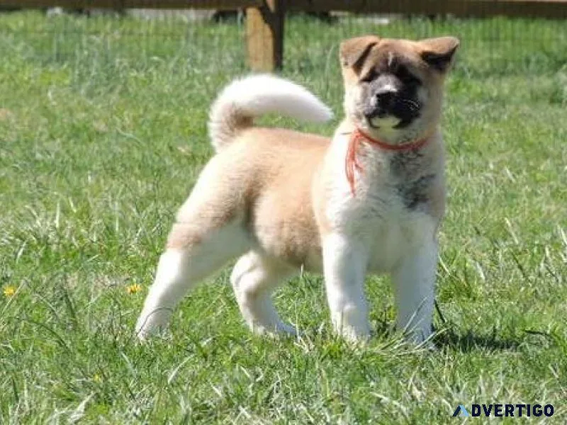 Well Trained Akita puppies