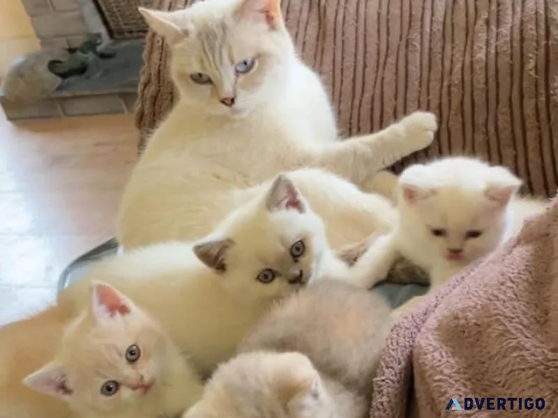 EXOTIC BRITISH SHORTHAIR