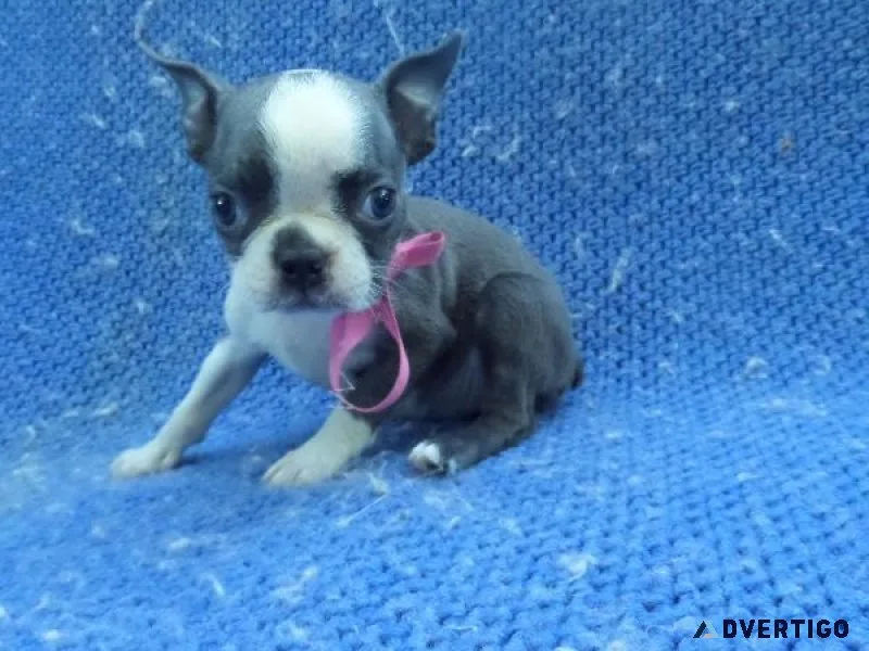 Boston Terrier Puppies