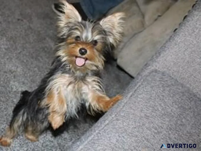 Beautiful yorkie male 5 pounds adult size