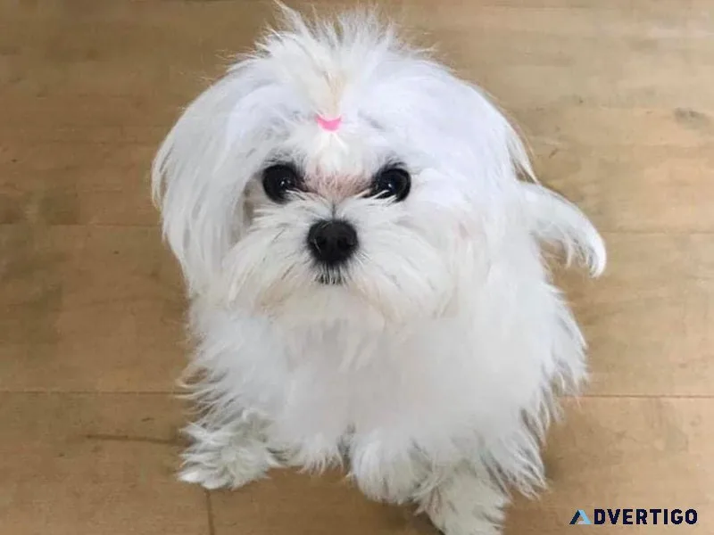 Puppy