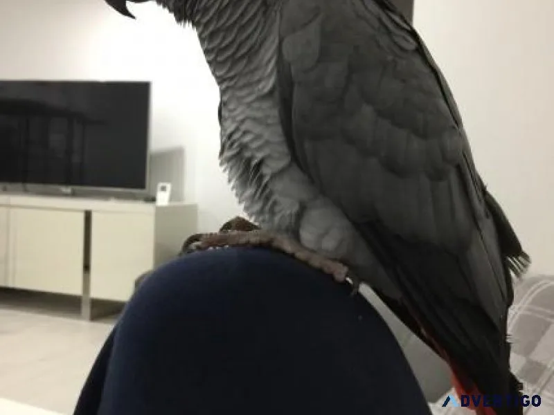 Socialized African Grey Parrot