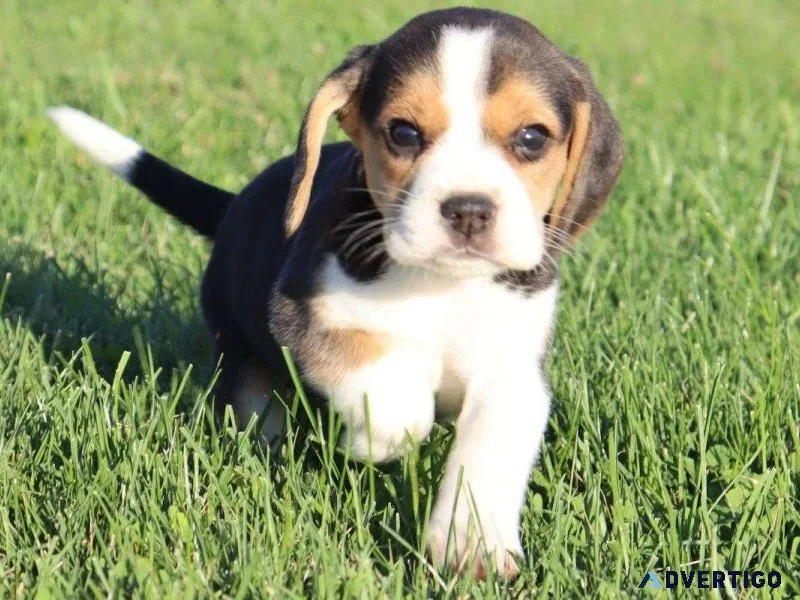 Female Beagle