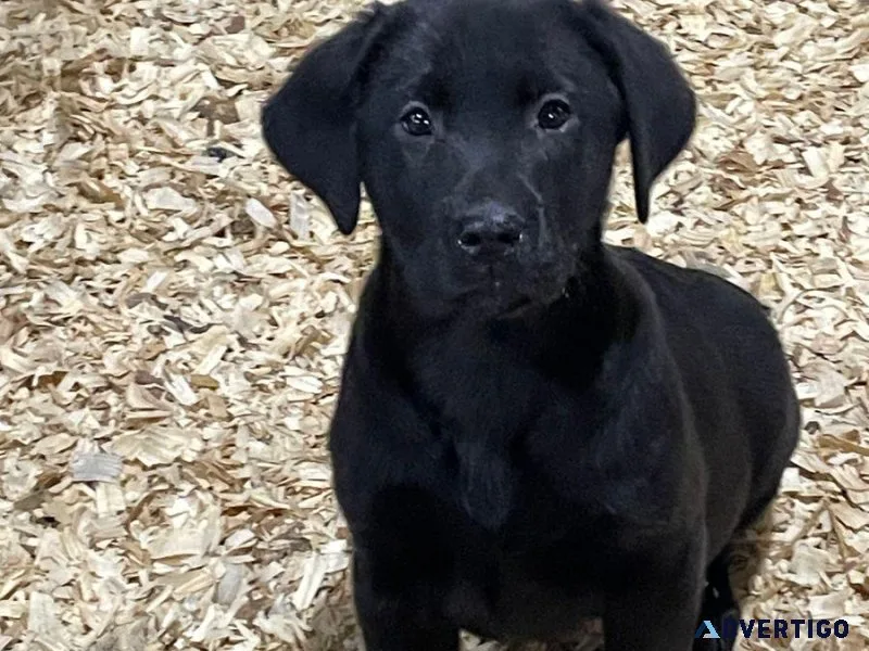 Adorable Labrador Retriever puppy
