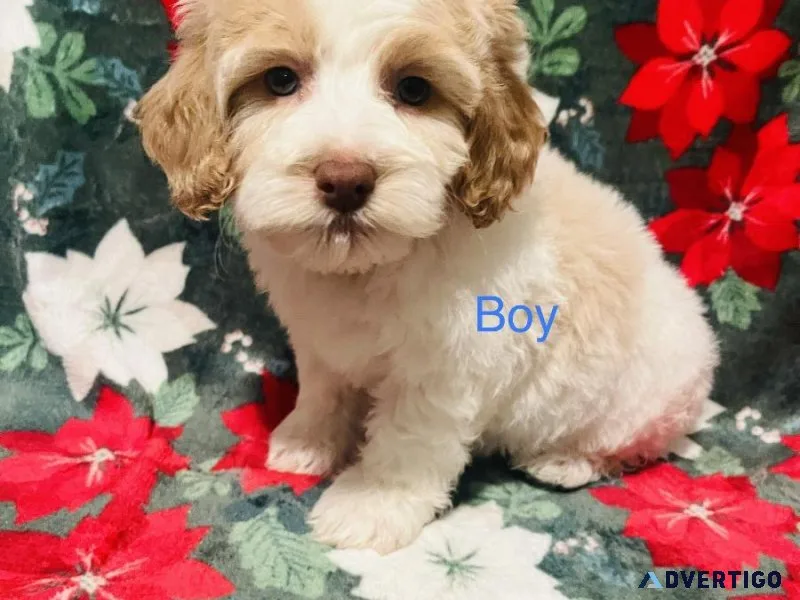 Cockapoo puppies males and females