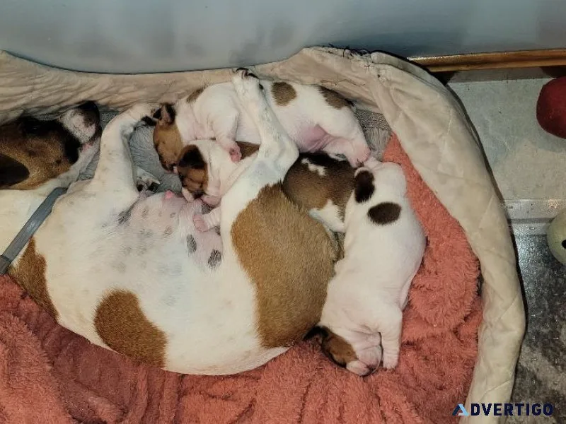 Full breed jack russell puppies