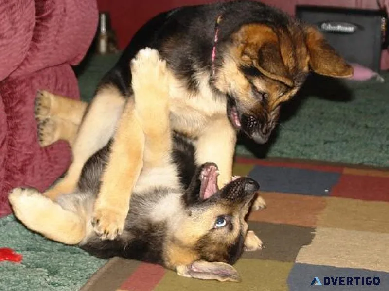 Appreciative German Shepherd puppies available