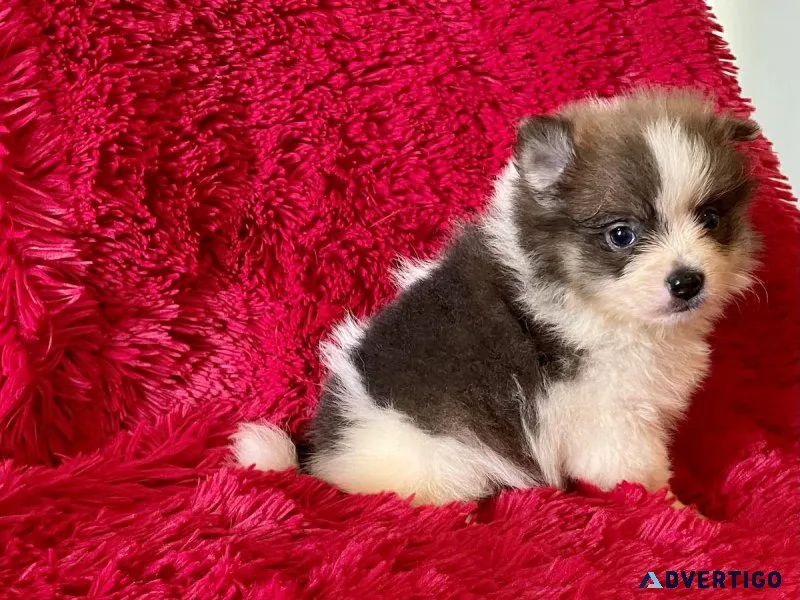 Pomeranian Puppies
