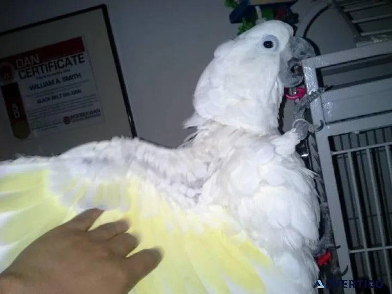 A pair of young Cockatoo parrots available