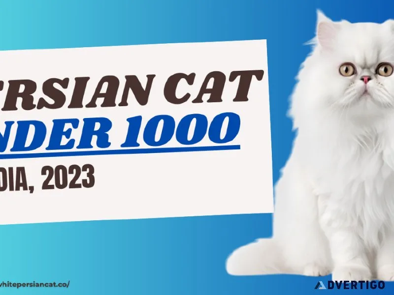 Affordable Unveiling Persian Cat Under 1000 in India 2023