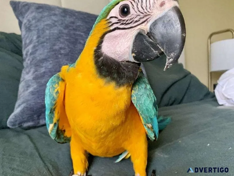 Baby Blue and Gold Macaw