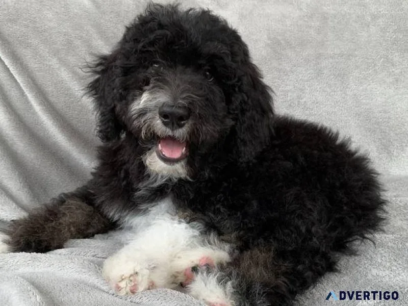 bernedoodle