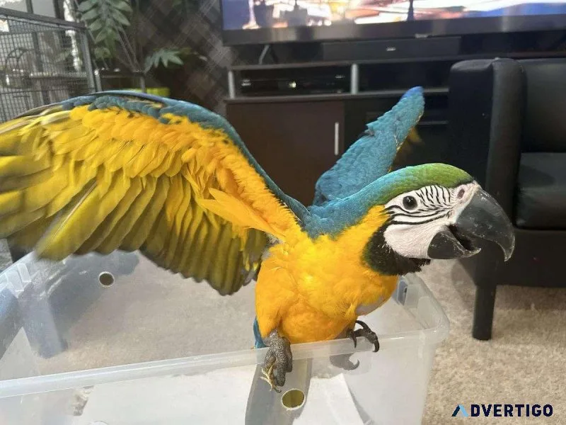 Cute Baby Male Blue and Gold Macaw
