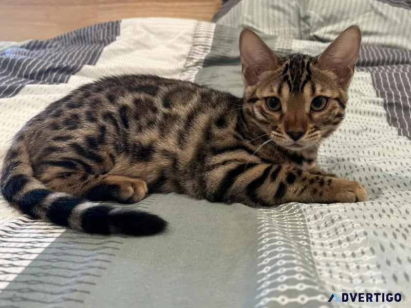 Bengal Kitten