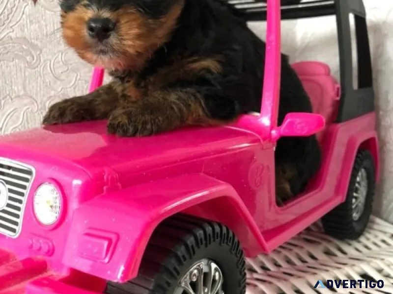 jrtjk Yorkshire Terrier Puppies