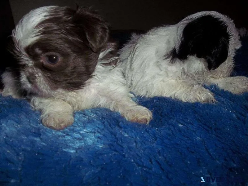Shih Tzu Puppies
